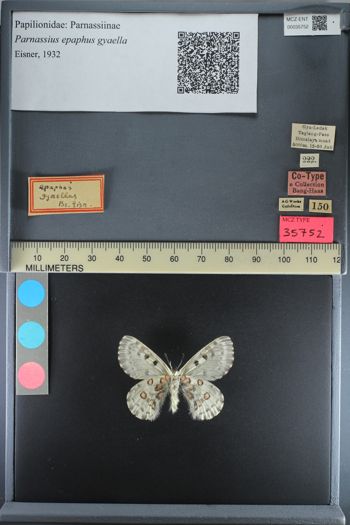 Media type: image;   Entomology 35752